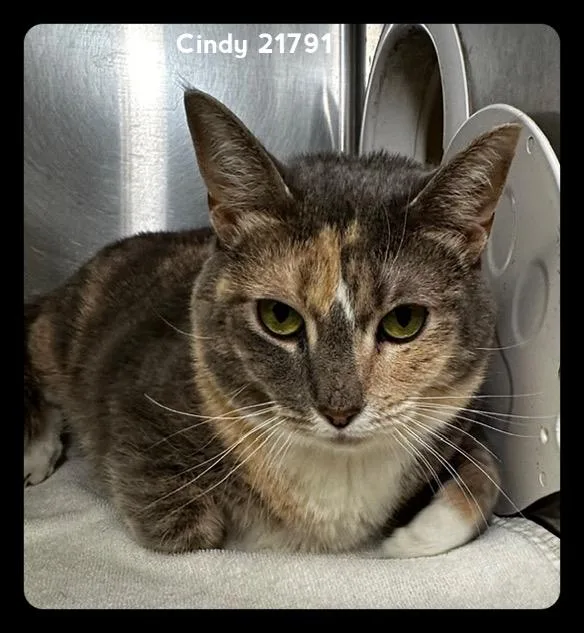 Cindy thumbnail 2