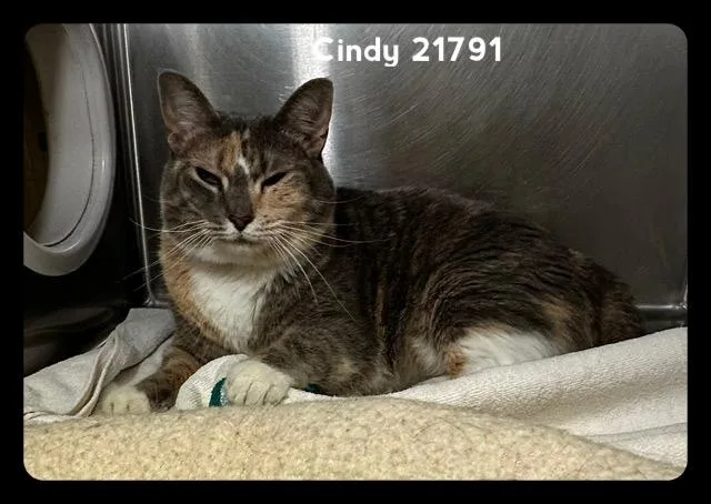 Cindy thumbnail 3