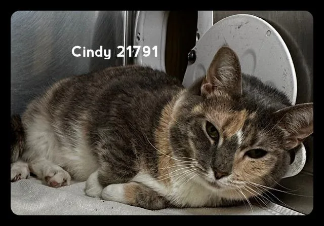 Cindy thumbnail 4