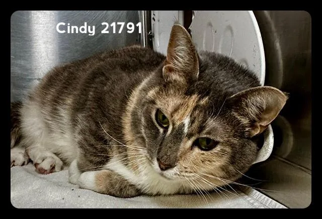 Cindy thumbnail 5