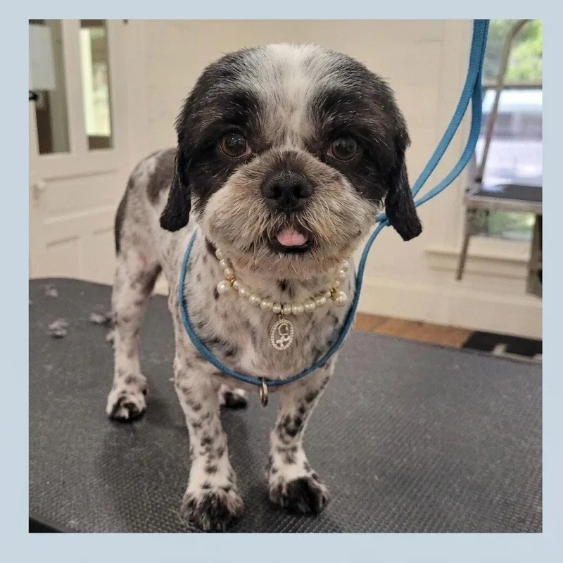 A young small-sized female Shih Tzu dog named Parker for adoption in Bloomfield, CT
