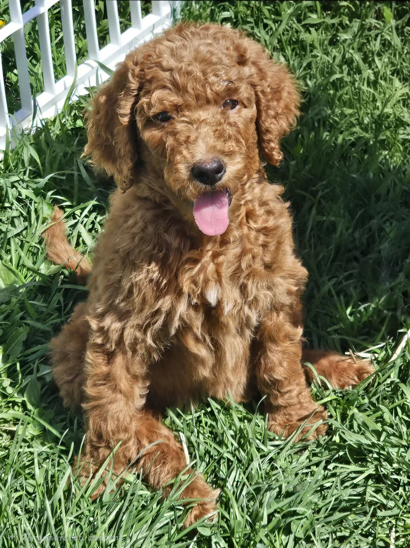 A baby medium-sized female Irish Setter dog named Patsy   $ for adoption in Milwaukee, WI