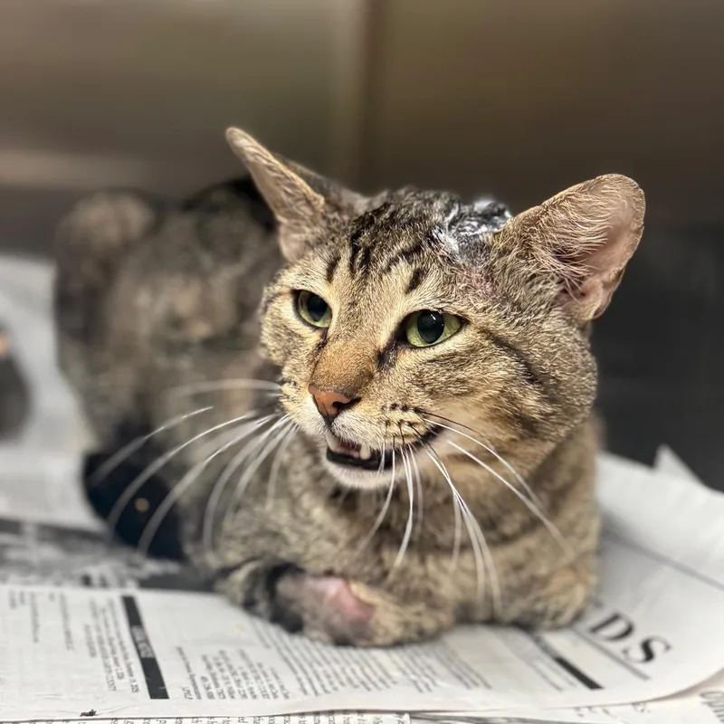 An adult medium-sized male Brown / Chocolate Domestic Short Hair cat named Krusty Krab for adoption in Pauls Valley, OK