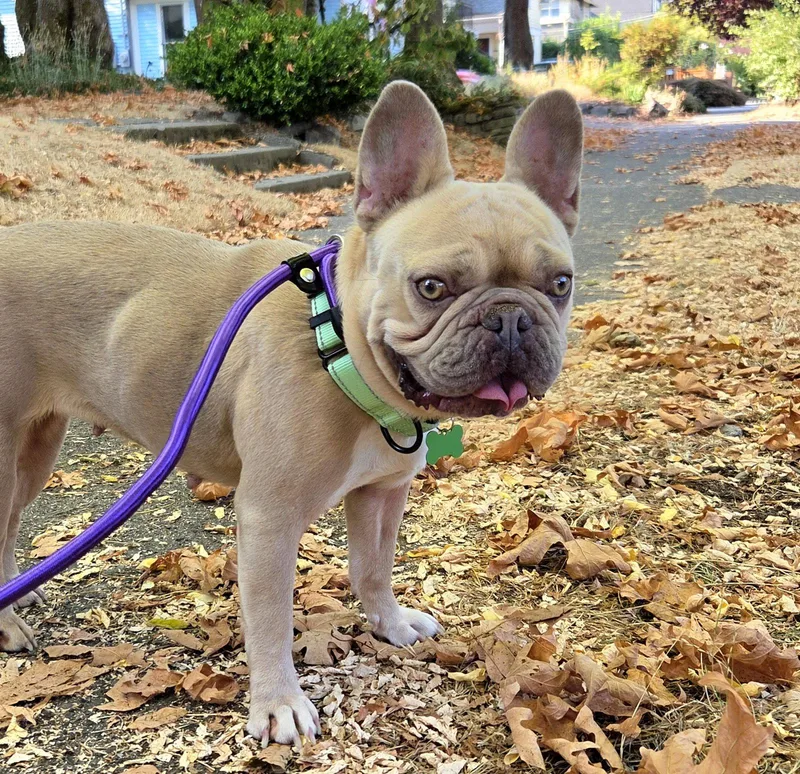 An adult medium-sized female French Bulldog dog named Mj for adoption in Bothell, WA