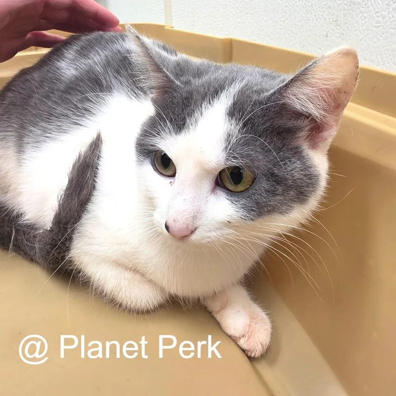 A young medium-sized female Domestic Short Hair cat named Tori for adoption in Oshkosh, WI