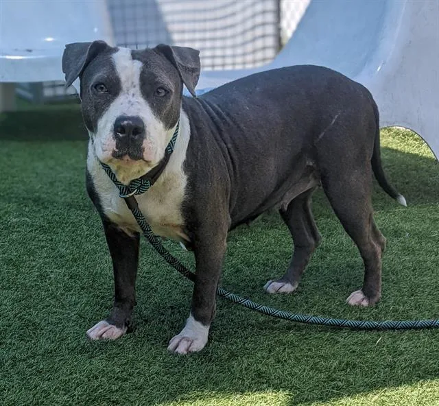 A young medium-sized female Mixed Breed dog named Azula for adoption in Dallas, TX