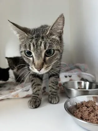 An adult medium-sized female Domestic Short Hair cat named Mamma Mia for adoption in Fishers, IN