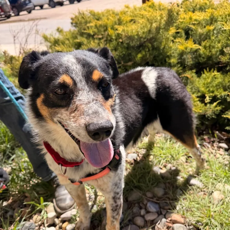 An adult medium-sized male Black Australian Cattle Dog / Blue Heeler dog named Freckles for adoption in Pagosa Springs, CO