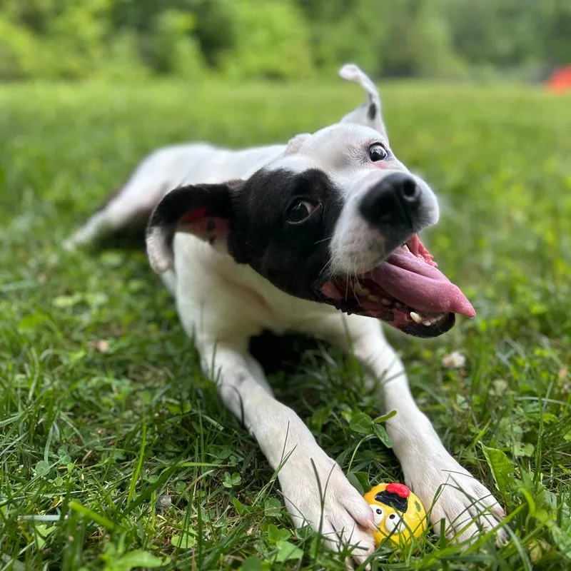 An adult medium-sized male Black Mixed Breed dog named Weasel for adoption in Spruce Pine, NC