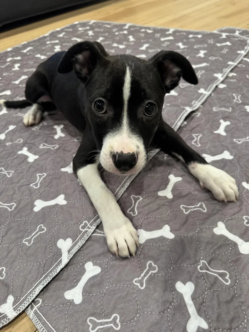 A baby medium-sized male Border Collie dog named Candy for adoption in Copiague, NY