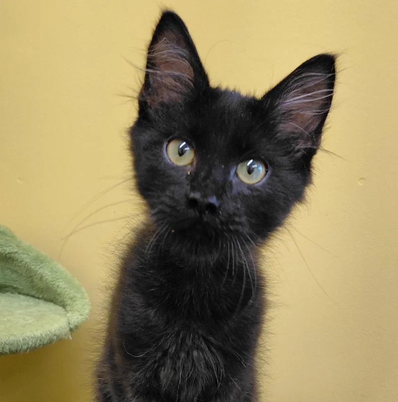 A baby small-sized male Black Domestic Long Hair cat named Espresso for adoption in Eugene, OR
