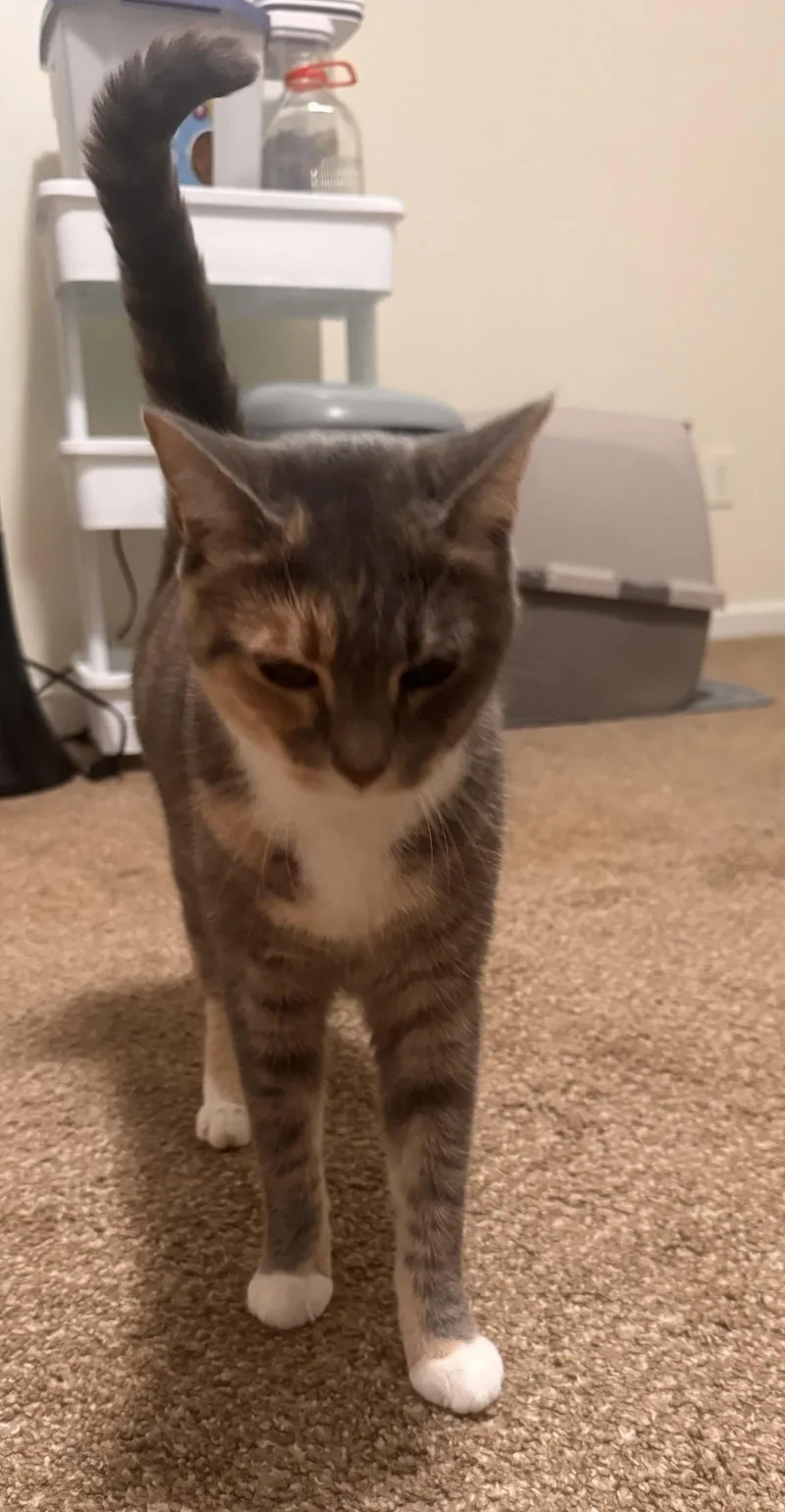 An adult medium-sized female Calico cat named Freya for adoption in Buford, GA