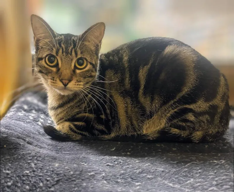 A young medium-sized female Tabby (Buff / Tan / Fawn) Domestic Short Hair cat named Oingo for adoption in Pearland, TX