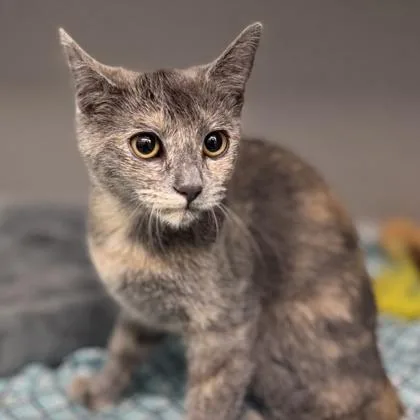 Sweet Pea thumbnail 2