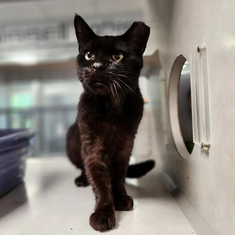 An adult medium-sized male Black Domestic Medium Hair cat named Coffee Bean for adoption in Grand Rapids, MI