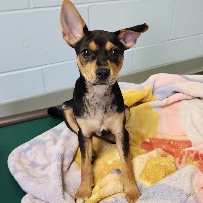A baby small-sized female Bicolor Mixed Breed dog named Birria for adoption in Marshfield, WI
