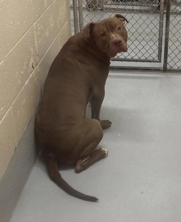 Pen  Chaz thumbnail 2