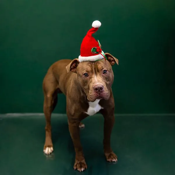 Pen  Chaz thumbnail 3