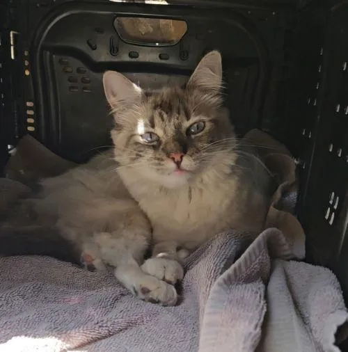 A young large-sized female Ragdoll cat named Cat for adoption in Parlier, CA