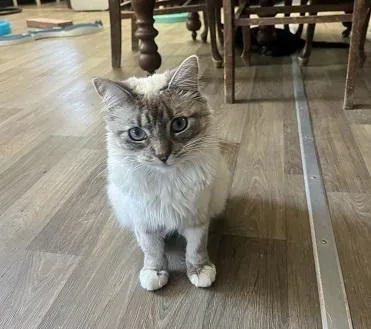 Cat thumbnail 2
