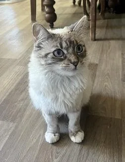 Cat thumbnail 3