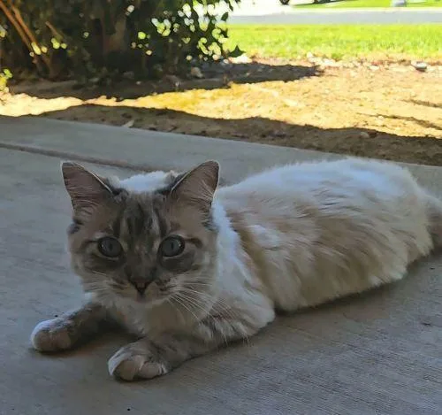 Cat thumbnail 4