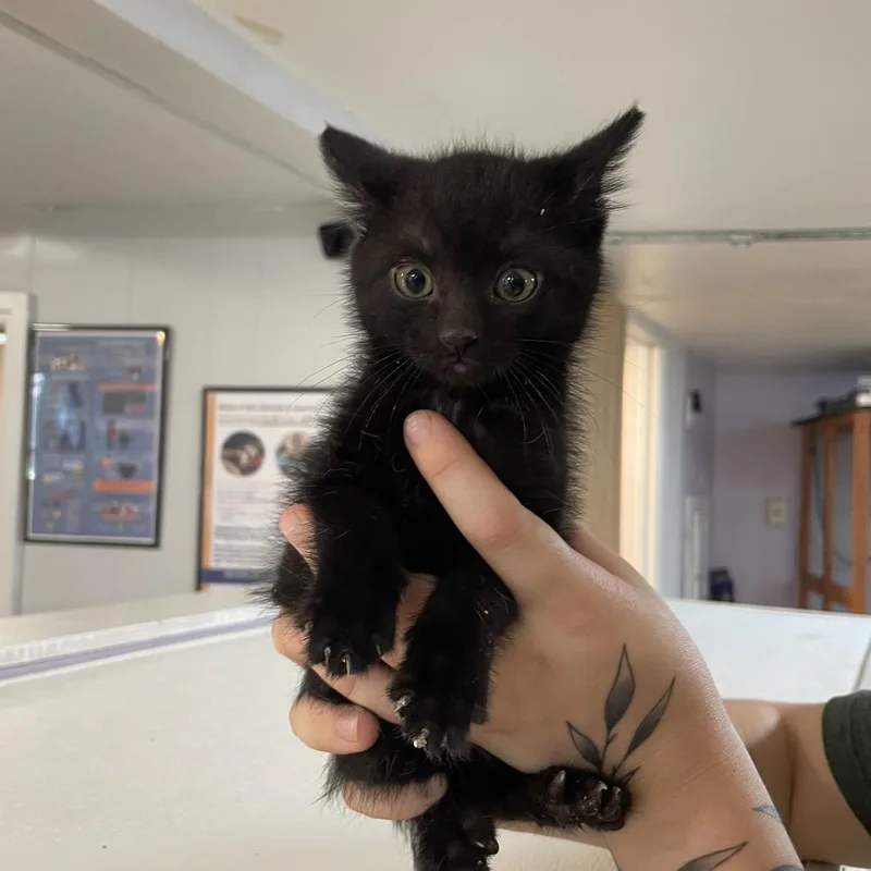A baby small-sized male Black Domestic Short Hair cat named Jules Logan for adoption in Madison, WI