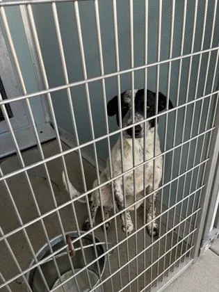 An adult medium-sized male Cattle Dog dog named Deuce Gorgon for adoption in Fresno, CA