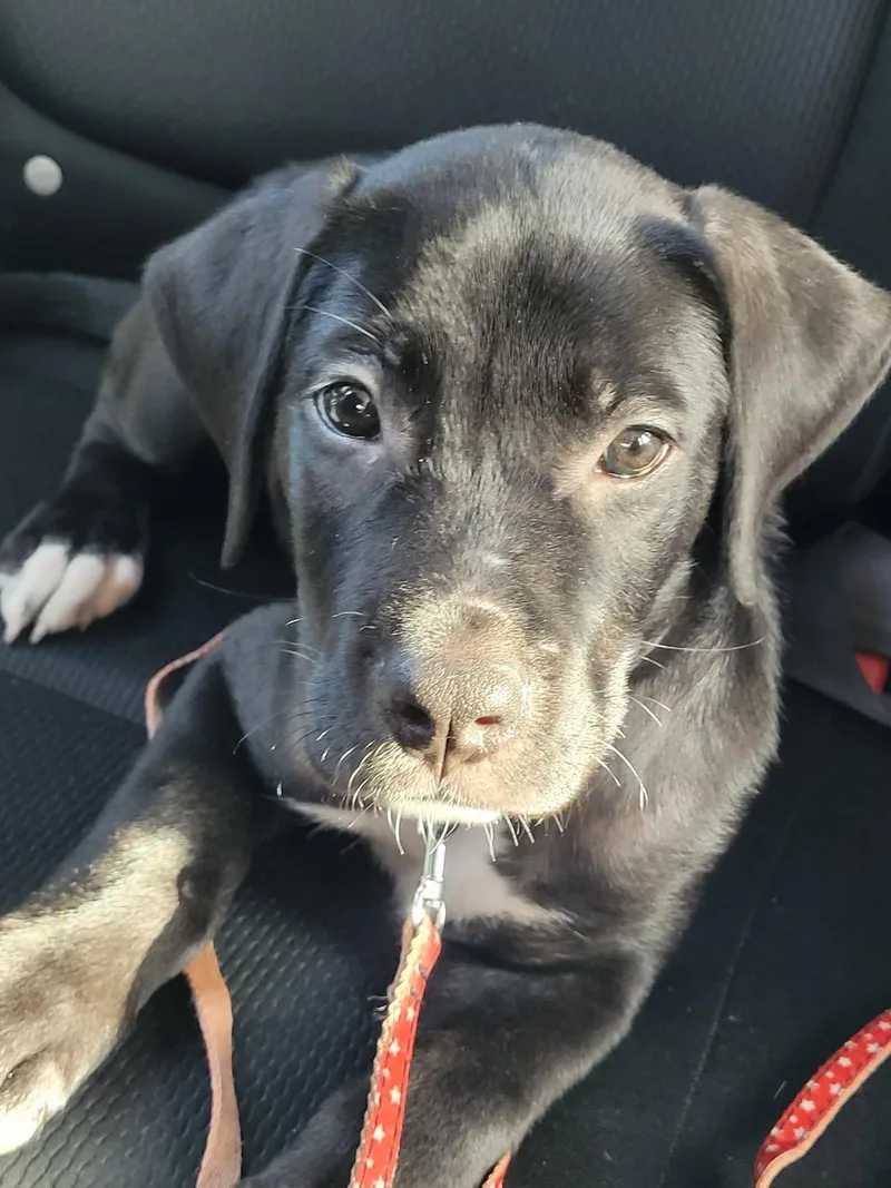 A baby medium-sized male Black Labrador Retriever dog named Keith for adoption in Houston, TX