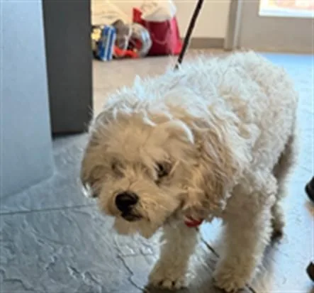 A senior small-sized female Poodle dog named Sugga for adoption in Los Angeles, CA