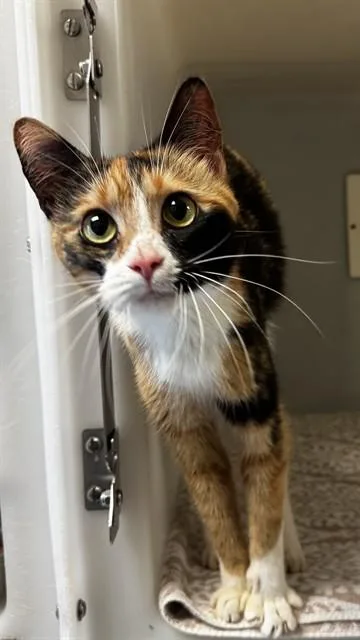 A young medium-sized female Domestic Short Hair cat named Bunny for adoption in Statesville, NC