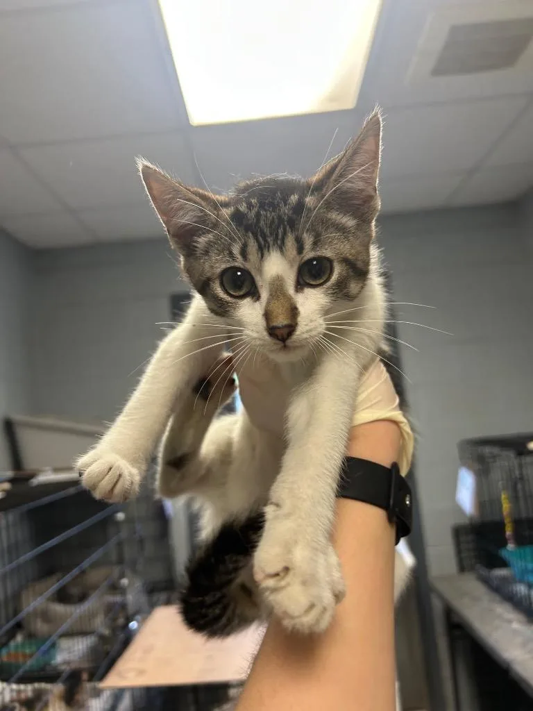 A baby medium-sized female Domestic Short Hair cat named Pudding for adoption in Greenwood, MS