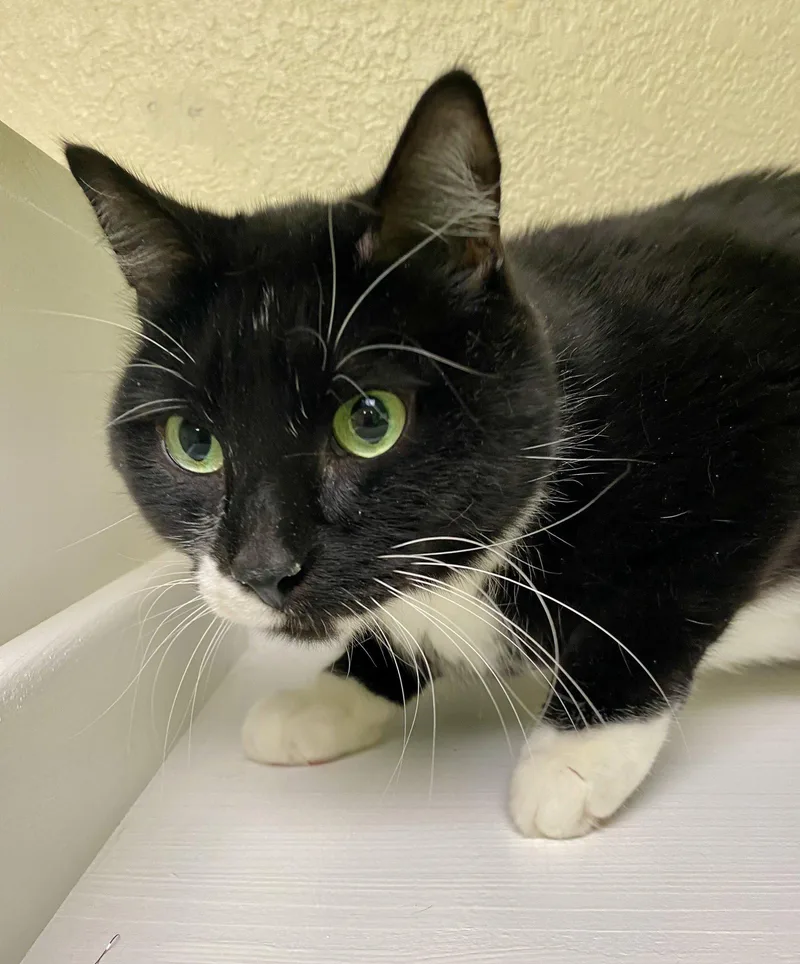 An adult medium-sized male Domestic Short Hair cat named Slytherin for adoption in Fargo, ND