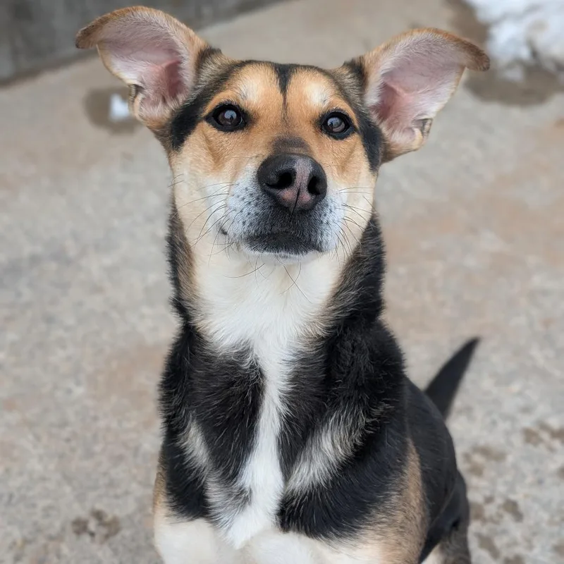 An adult medium-sized female Black German Pinscher dog named Tuti for adoption in Watertown, NY