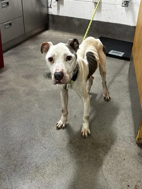 An adult medium-sized male Pit Bull Terrier dog named Oakley for adoption in Upper Marlboro, MD