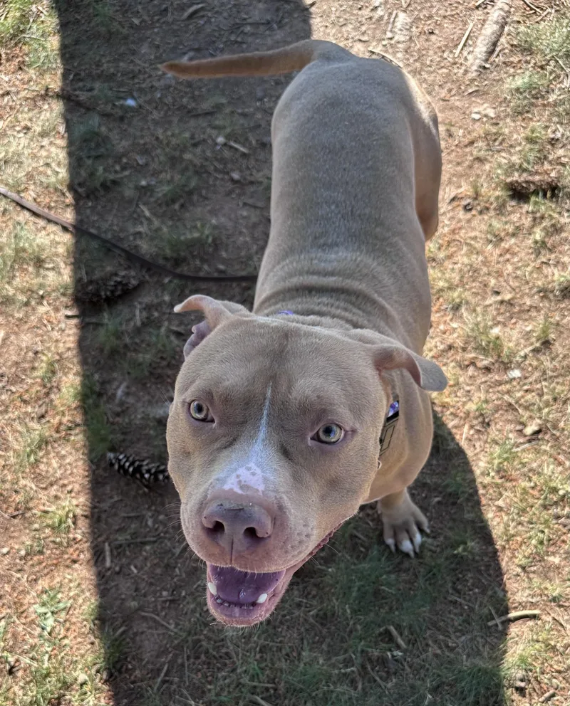 An adult large-sized male Pit Bull Terrier dog named Big Red for adoption in Somerset, NJ