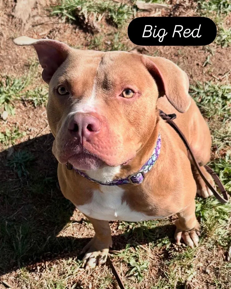 Big Red thumbnail 3