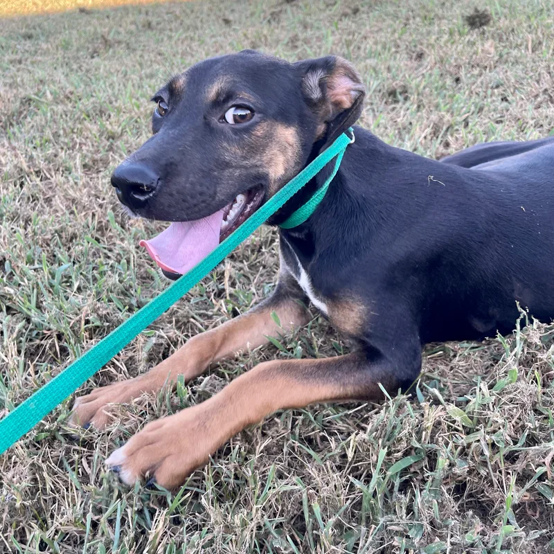 Push Pop thumbnail 2