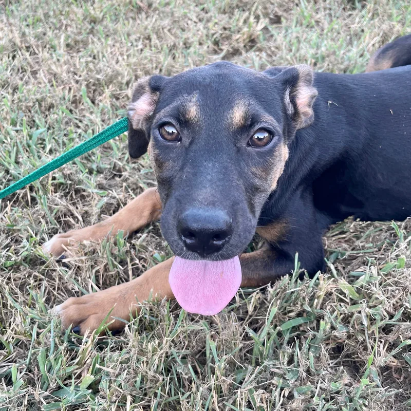 Push Pop thumbnail 3