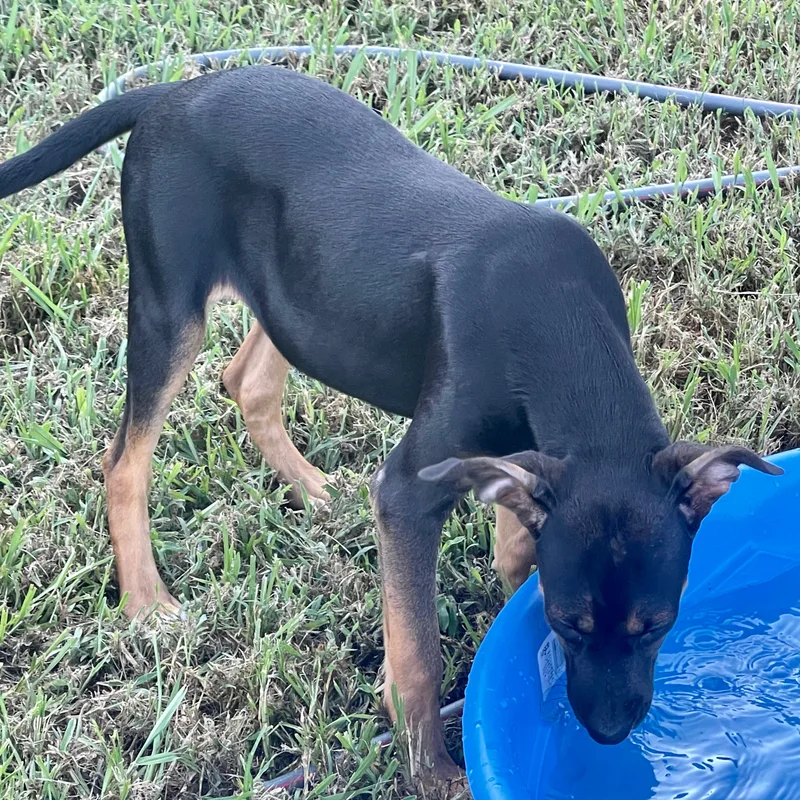 Push Pop thumbnail 4