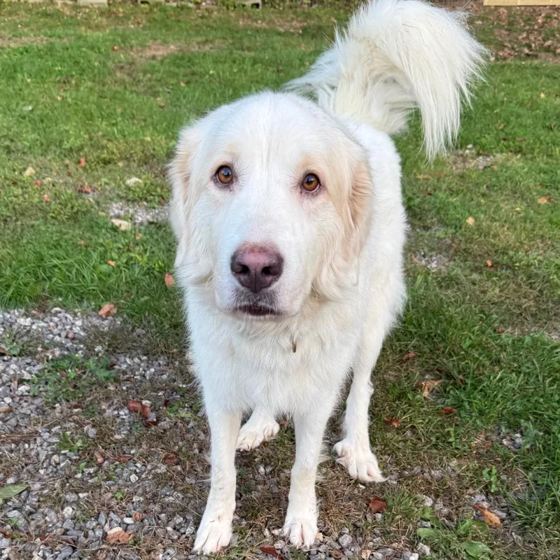 An adult large-sized female Great Pyrenees dog named CT Gwen for adoption in Eastford, CT