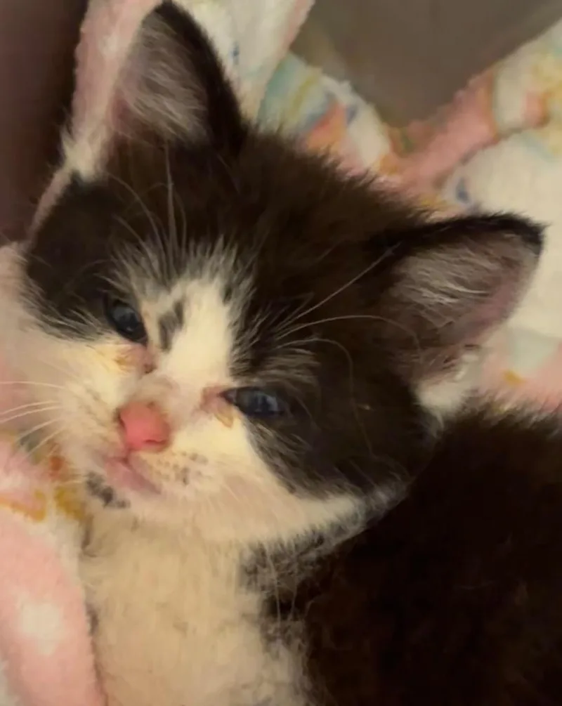 A baby small-sized female Domestic Short Hair cat named Meadow for adoption in Elizabethton, TN