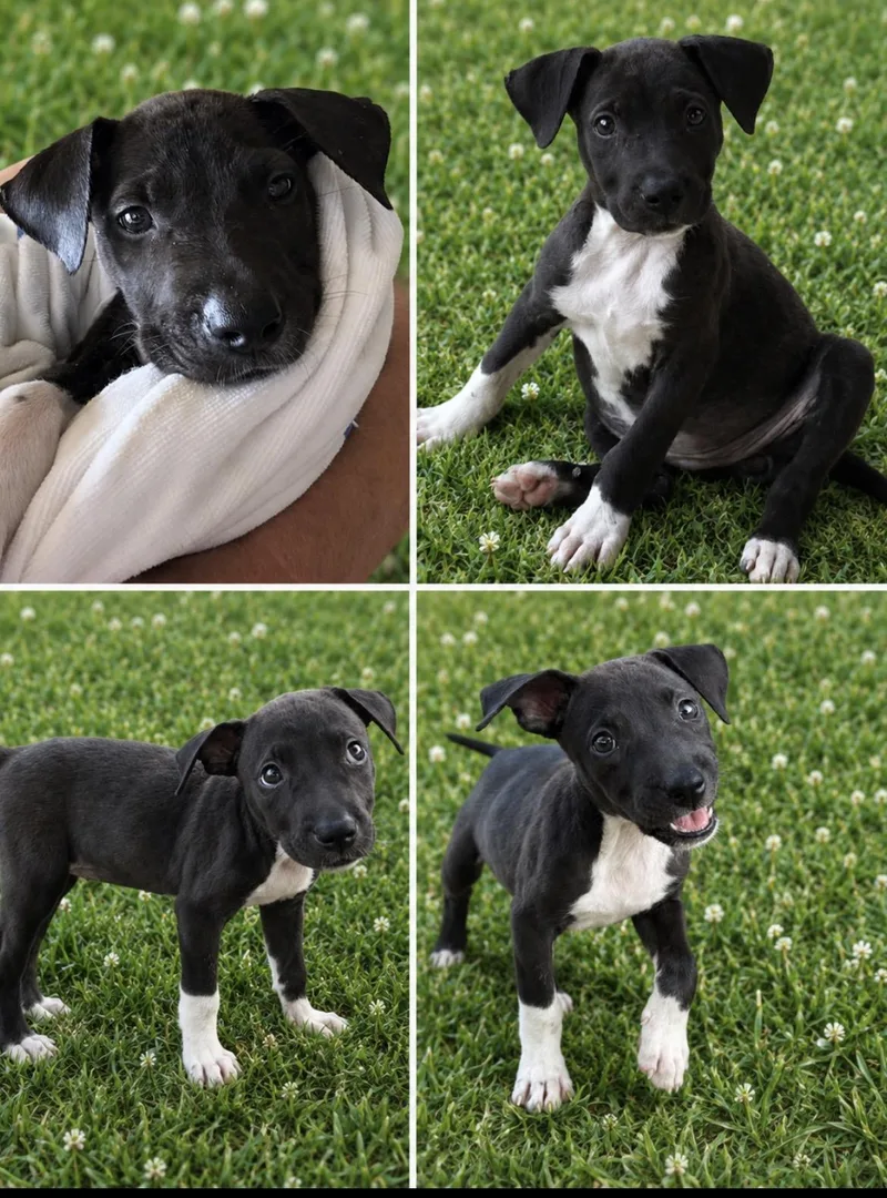 A baby medium-sized female Brown / Chocolate Labrador Retriever dog named Rori for adoption in Scottsdale, AZ