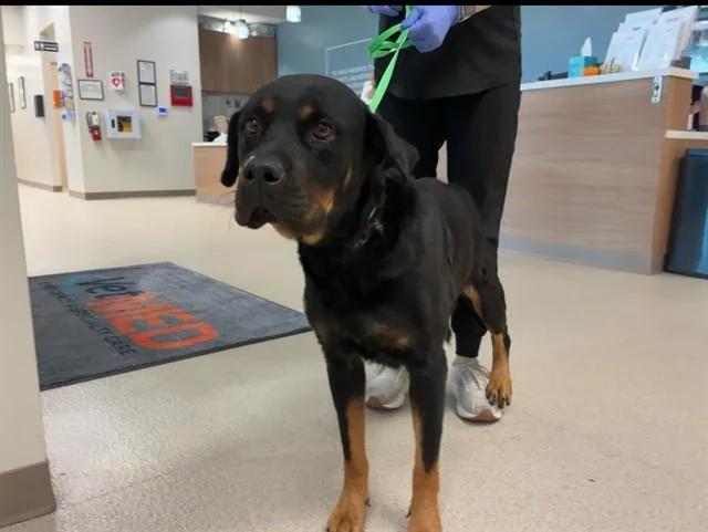 A young large-sized female Rottweiler dog named Waffles for adoption in Mesa, AZ
