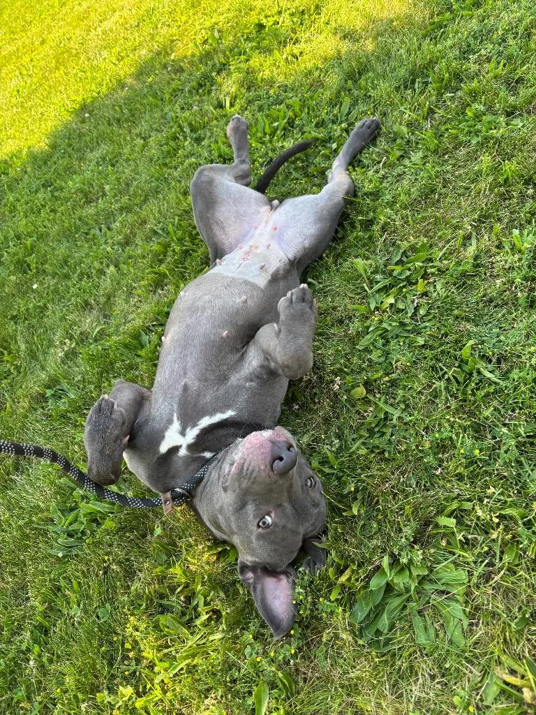 A young medium-sized female Pit Bull Terrier dog named Moana for adoption in Findlay, OH