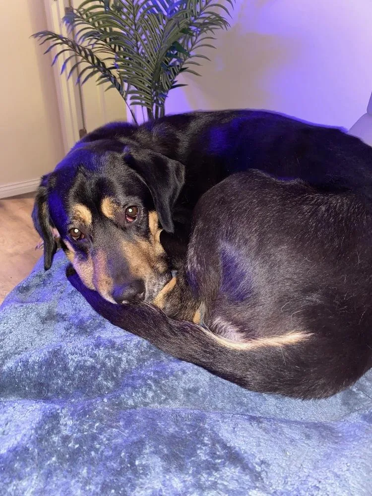 Midnight thumbnail 2