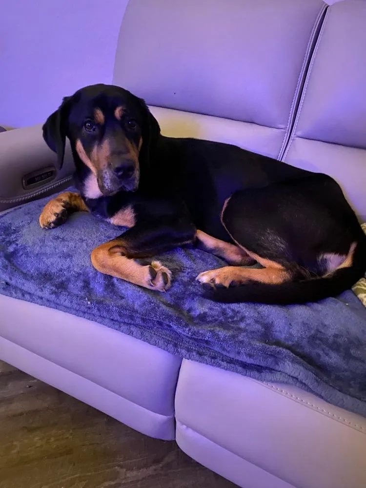 Midnight thumbnail 3