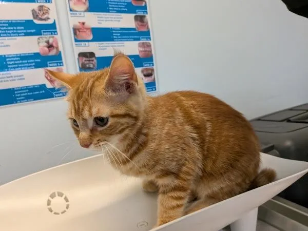 A baby medium-sized female Domestic Short Hair cat named Bunny for adoption in Escondido, CA