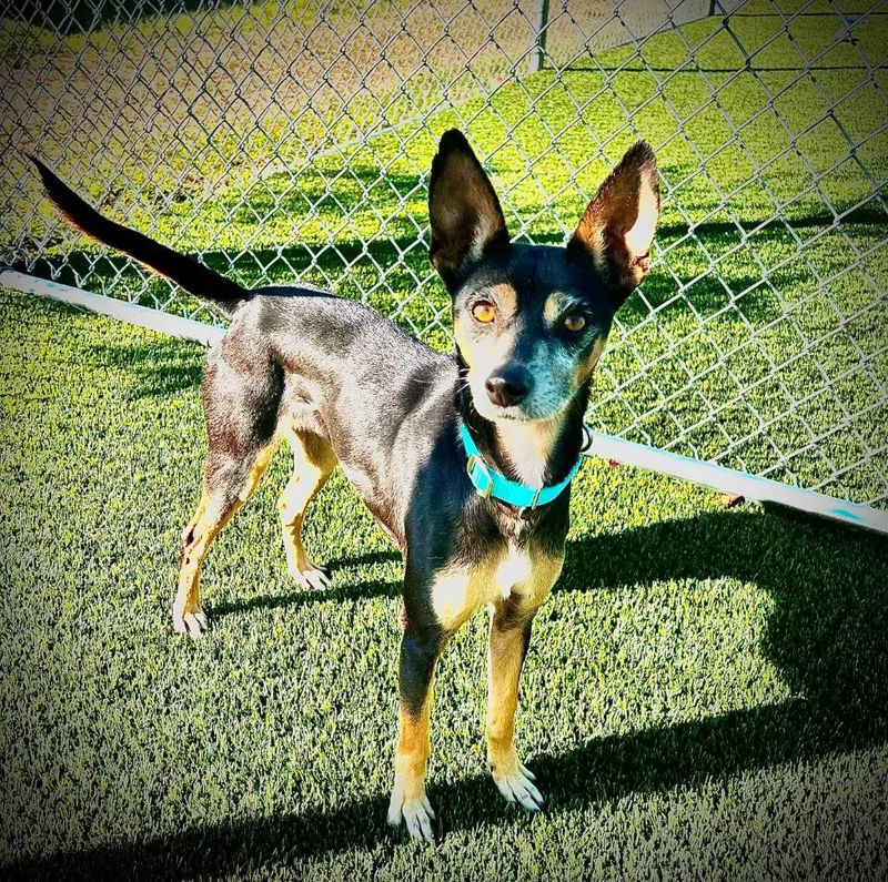 An adult medium-sized female Miniature Pinscher dog named Lula for adoption in Cape Coral, FL