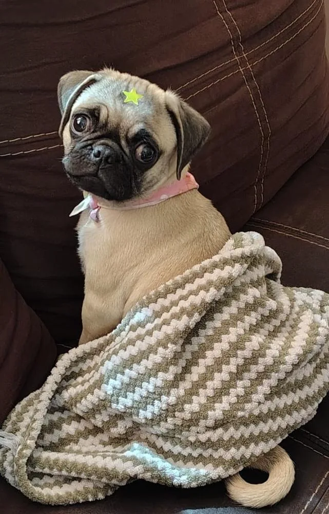 A baby small-sized female Apricot / Beige Pug dog named Pucca for adoption in Escondido, CA